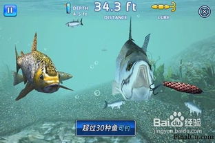 海鸥小玉米游戏攻略大全(小海鸥捕鱼)