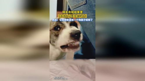 狗哥牵线游戏攻略大全(狗哥狗姐)